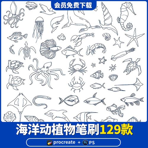 procreate笔刷ps手绘线描线稿鱼类海洋动物生物草珊瑚ai矢量图素